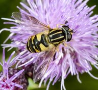 Hoverfly - The footballer